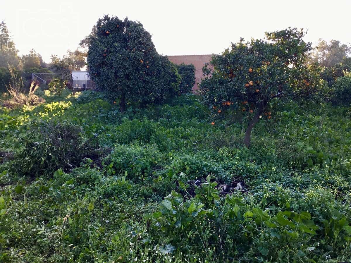 4 soveværelse Finca/Landehus til salg i Pilas - € 150.000 (Ref: 8750157)