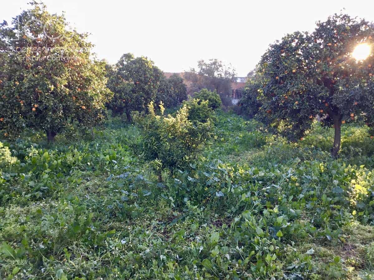 4 soveværelse Finca/Landehus til salg i Pilas - € 150.000 (Ref: 8750157)