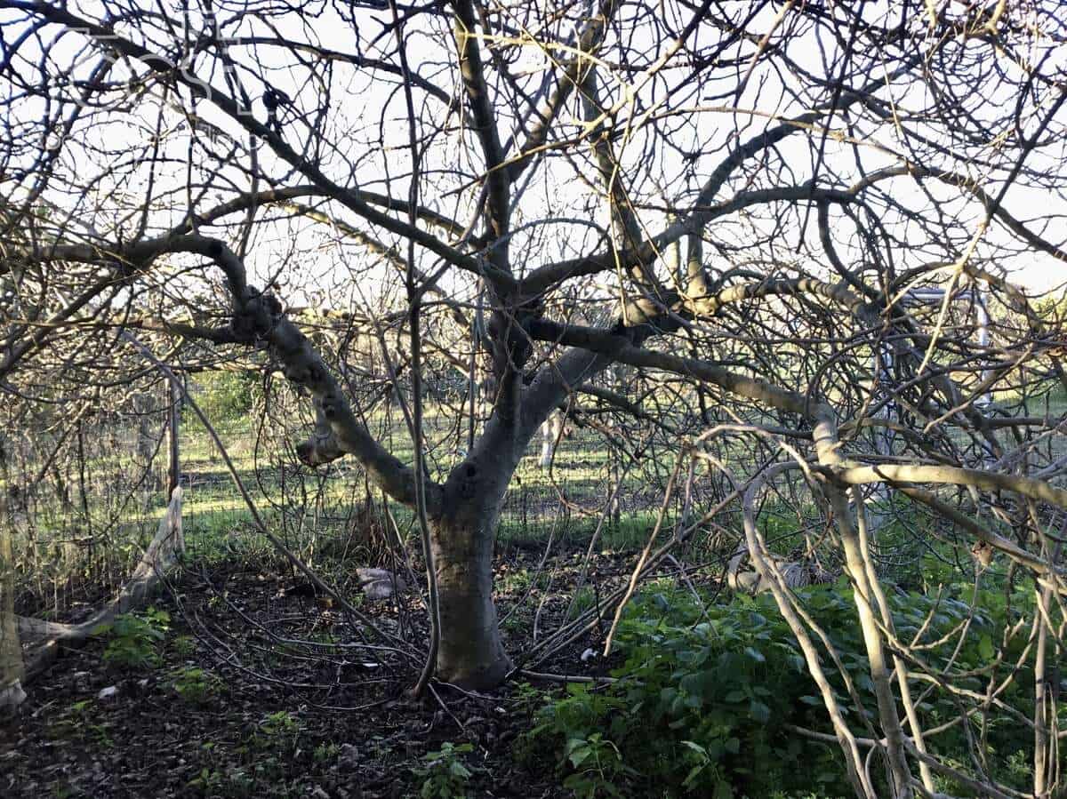 4 soveværelse Finca/Landehus til salg i Pilas - € 150.000 (Ref: 8750157)