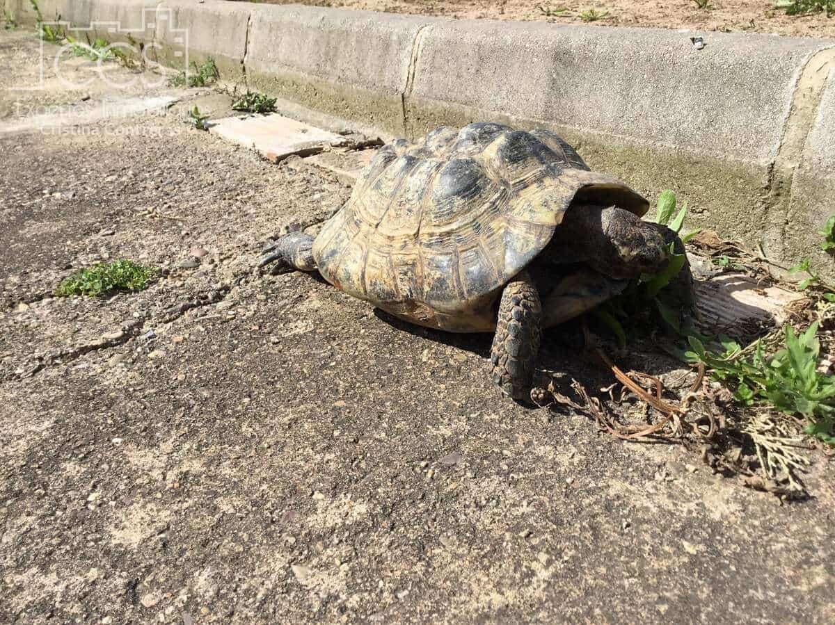 3 soverom Finca/Herregård til salgs i Pilas med svømmebasseng - € 280 000 (Ref: 8936500)