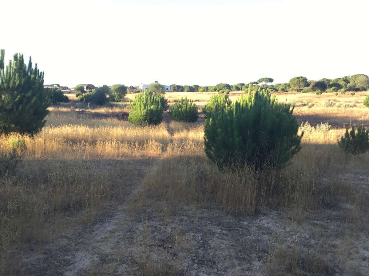 Bouwgrond te koop in Almonte - € 73.000 (Ref: 9263932)