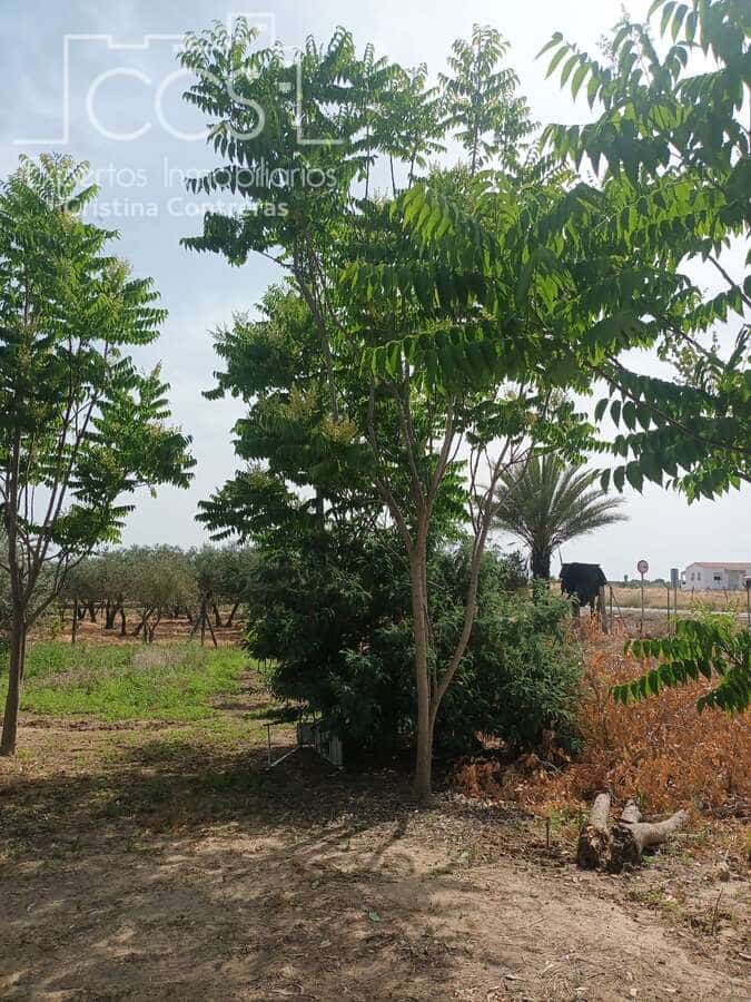 2 sypialnia Finka/Dom wiejski na sprzedaż w Almonte z basenem - 79 000 € (Ref: 9263934)