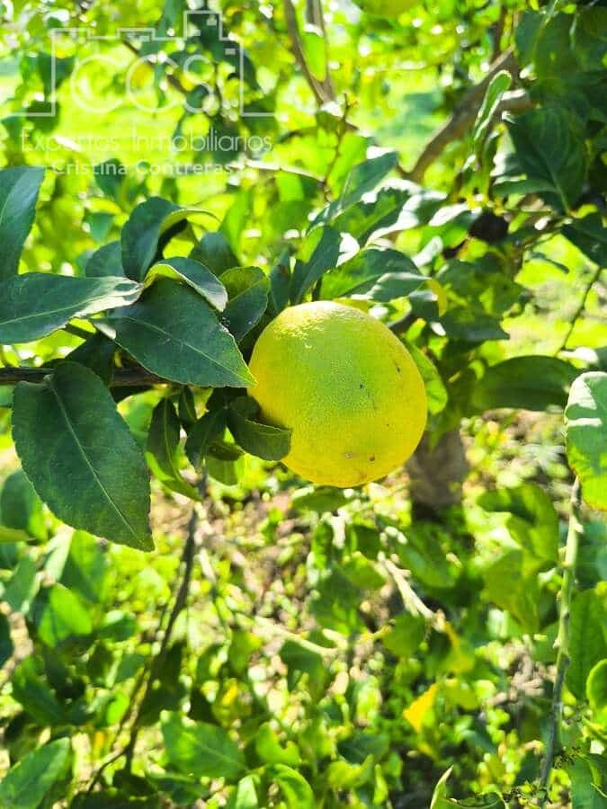 Byggetomt til salgs i Almonte - € 35 000 (Ref: 9275652)