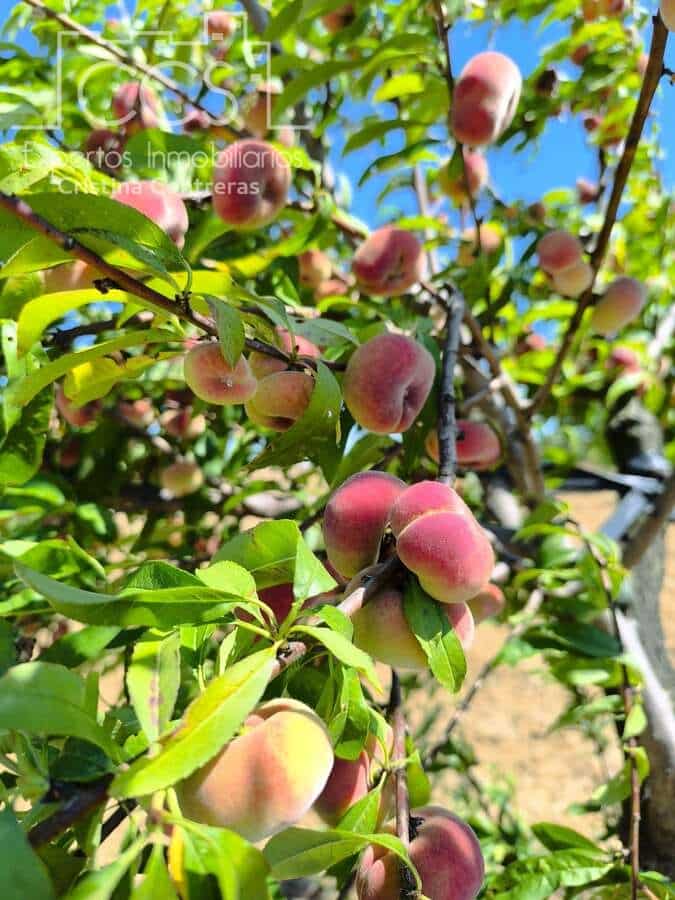 Byggetomt til salgs i Almonte - € 35 000 (Ref: 9275652)