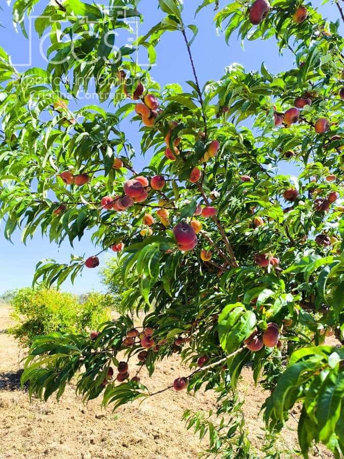 Byggetomt til salgs i Almonte - € 35 000 (Ref: 9275652)