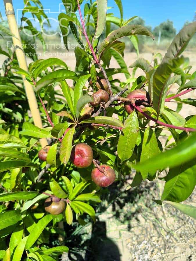 Byggetomt til salgs i Almonte - € 35 000 (Ref: 9275652)