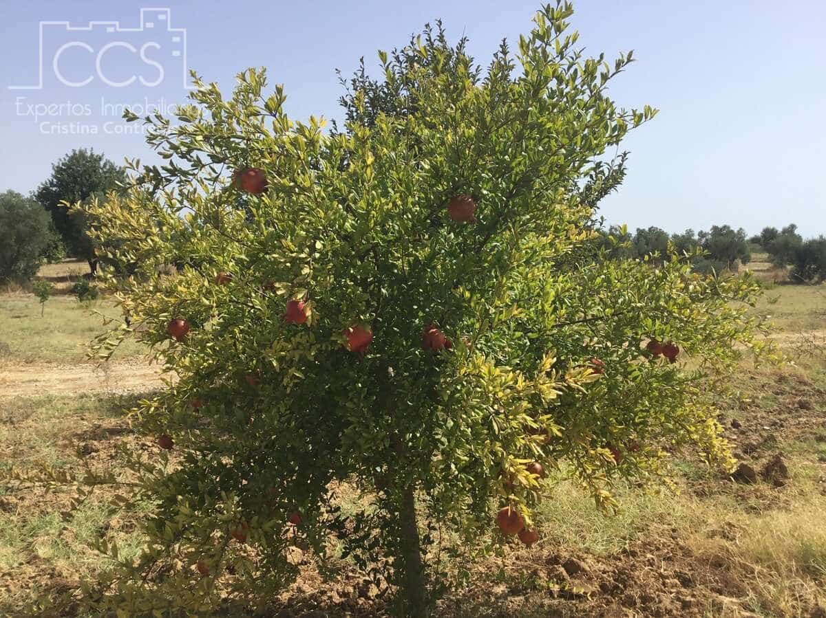 Byggetomt til salgs i Almonte - € 35 000 (Ref: 9275652)