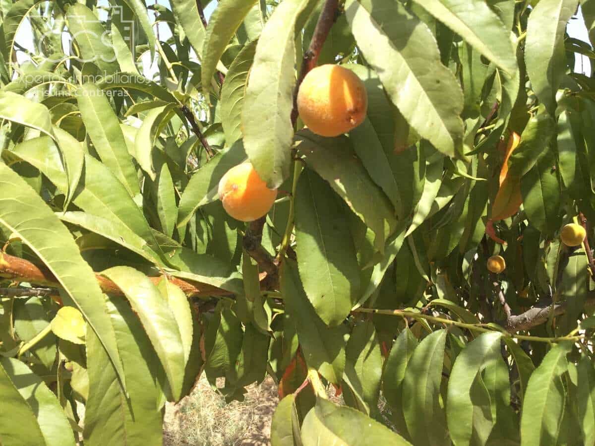 Byggetomt til salgs i Almonte - € 35 000 (Ref: 9275652)