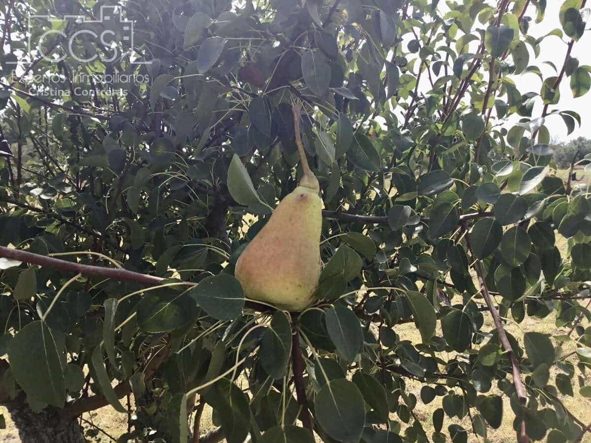 Byggetomt til salgs i Almonte - € 35 000 (Ref: 9275652)