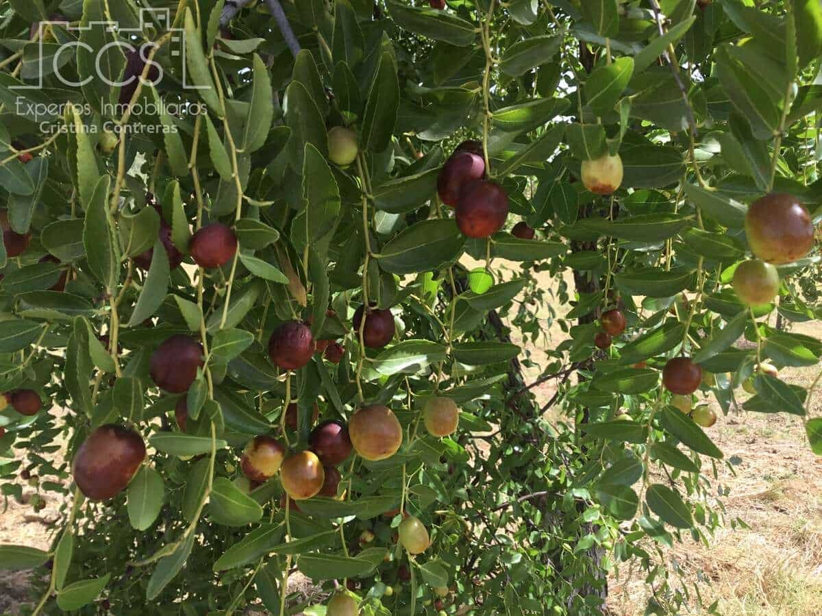 Byggetomt til salgs i Almonte - € 35 000 (Ref: 9275652)