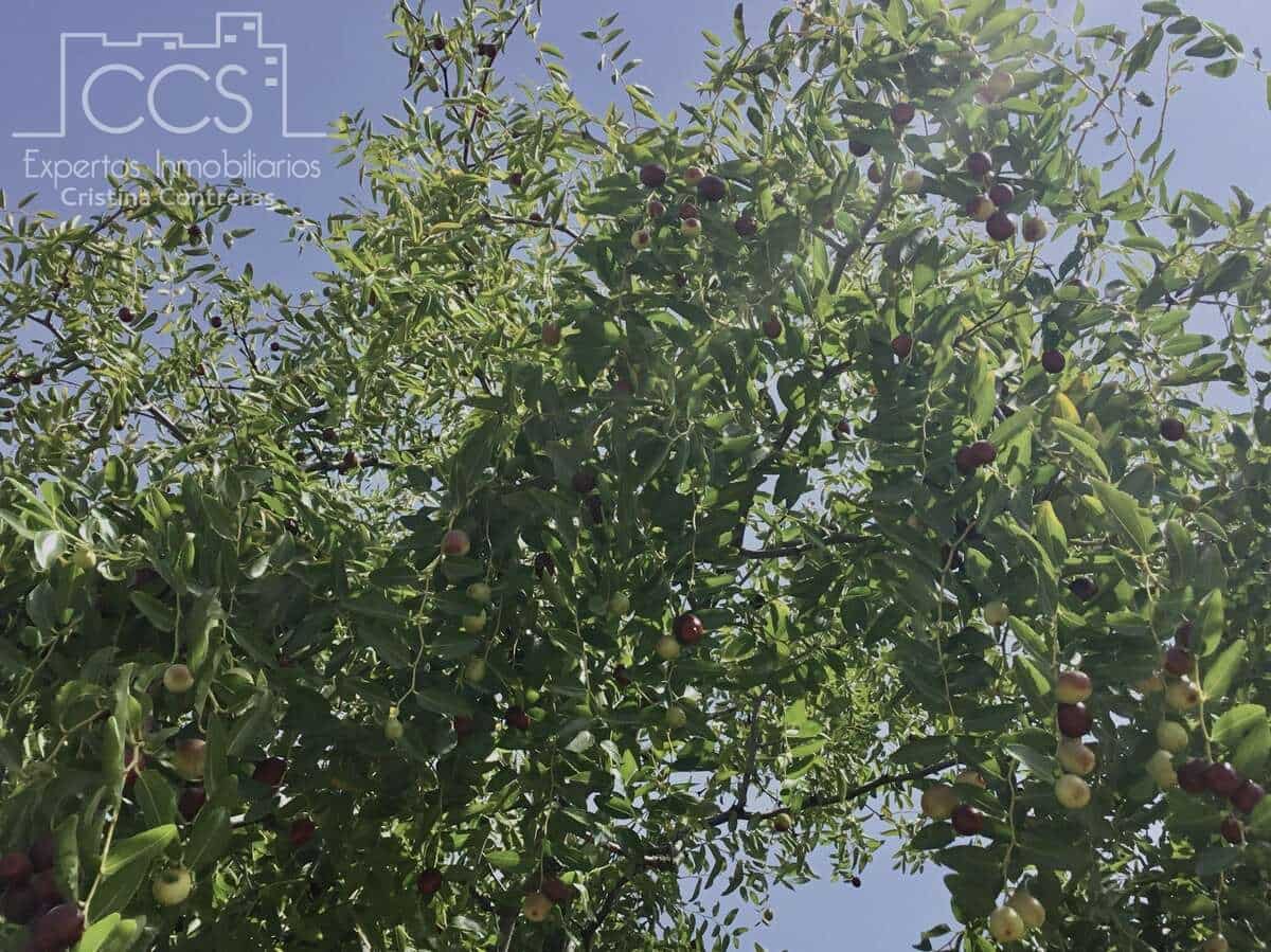 Byggetomt til salgs i Almonte - € 35 000 (Ref: 9275652)