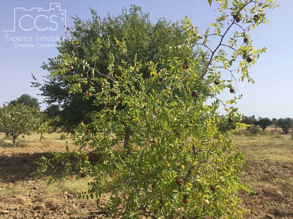 Terrain à Bâtir à vendre à Almonte - 29 500 € (Ref: 9275652)
