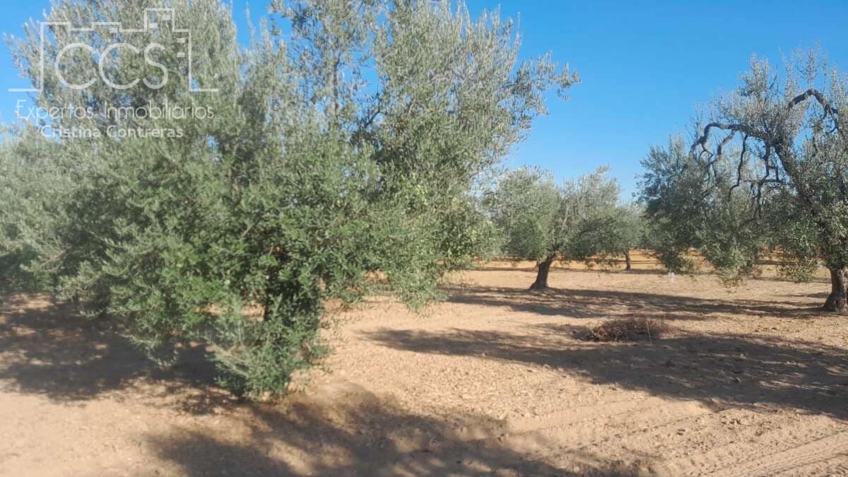 Tomt till salu i Almonte - 31 000 € (Ref: 9300348)