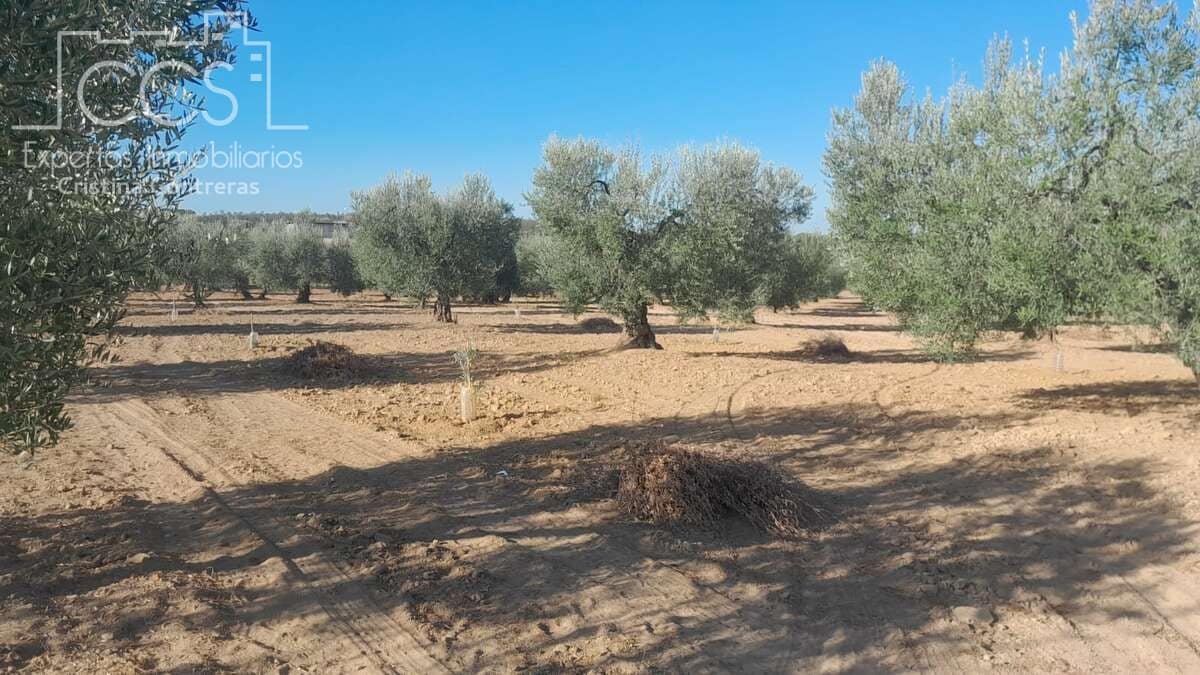 Tomt till salu i Almonte - 31 000 € (Ref: 9300348)