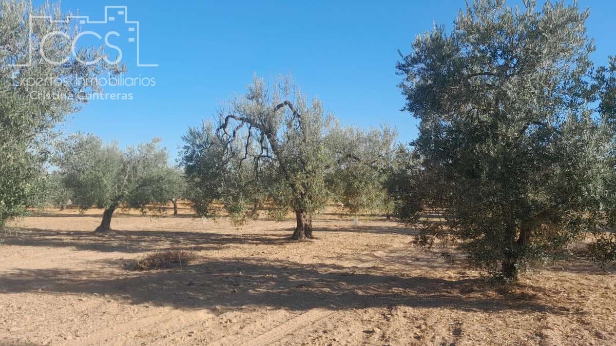 Tomt till salu i Almonte - 31 000 € (Ref: 9300348)