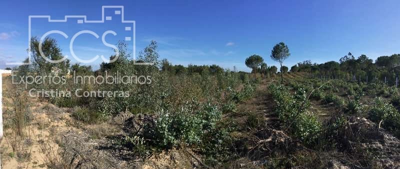 Finca/Country House for sale in Almonte - € 110,000 (Ref: 9312206)