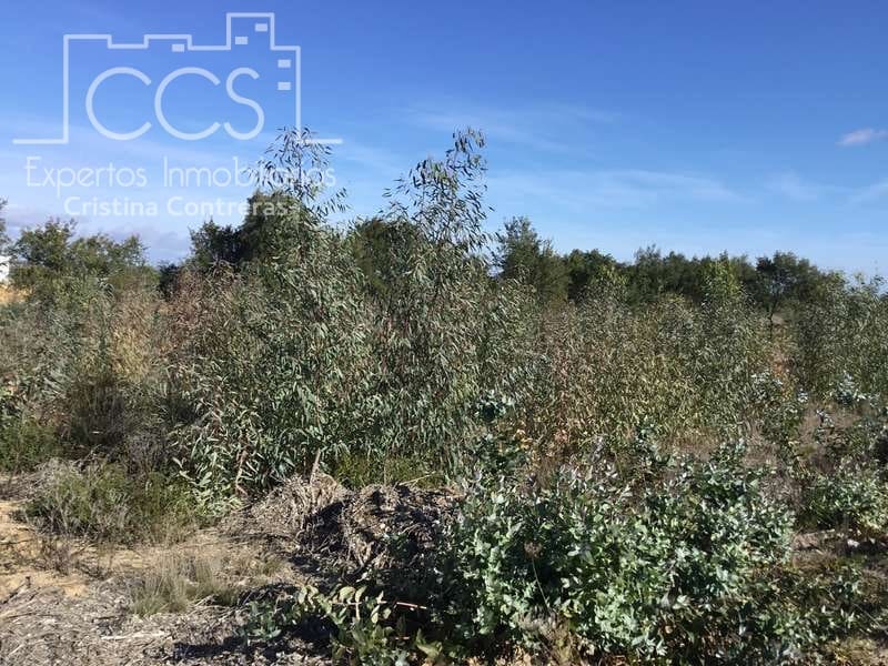 Finca/Country House for sale in Almonte - € 110,000 (Ref: 9312206)