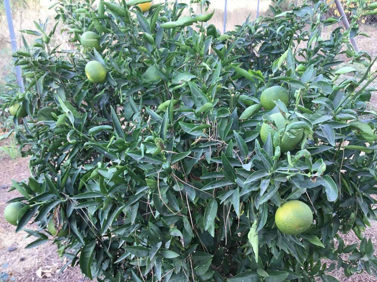 2 soverom Finca/Herregård til salgs i Hinojos med svømmebasseng garasje - € 185 000 (Ref: 9329981)