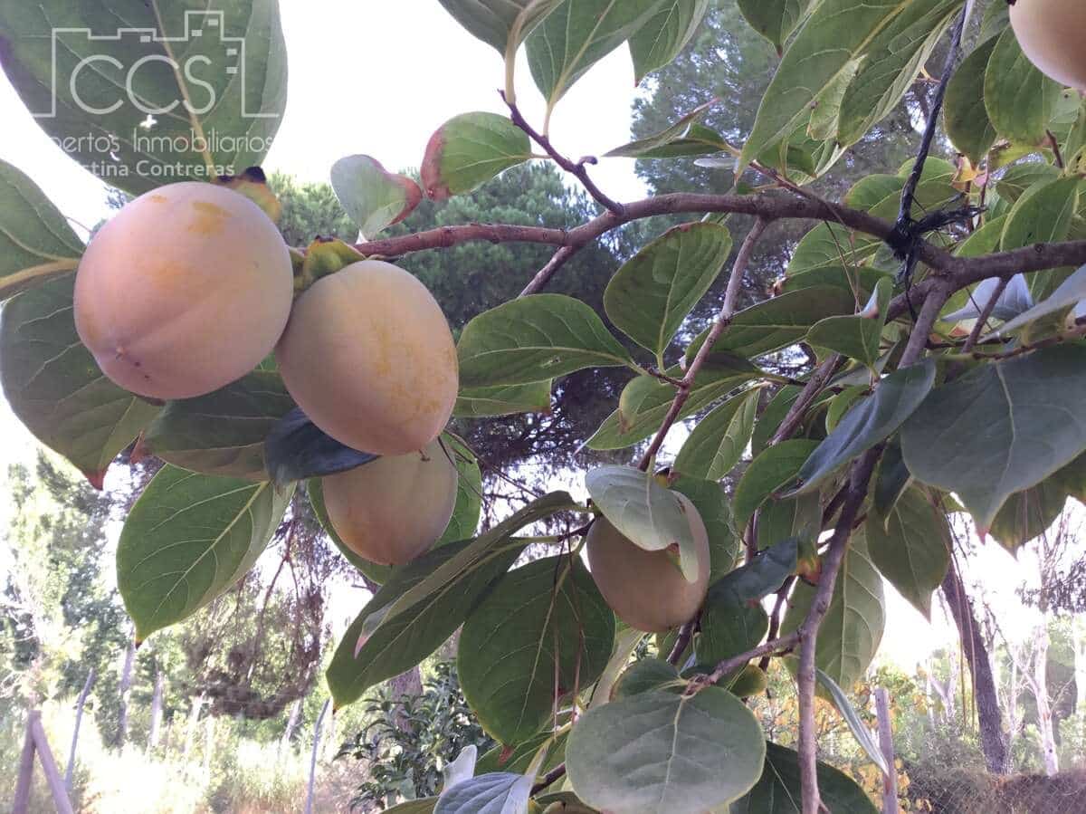 2 soverom Finca/Herregård til salgs i Hinojos med svømmebasseng garasje - € 185 000 (Ref: 9329981)