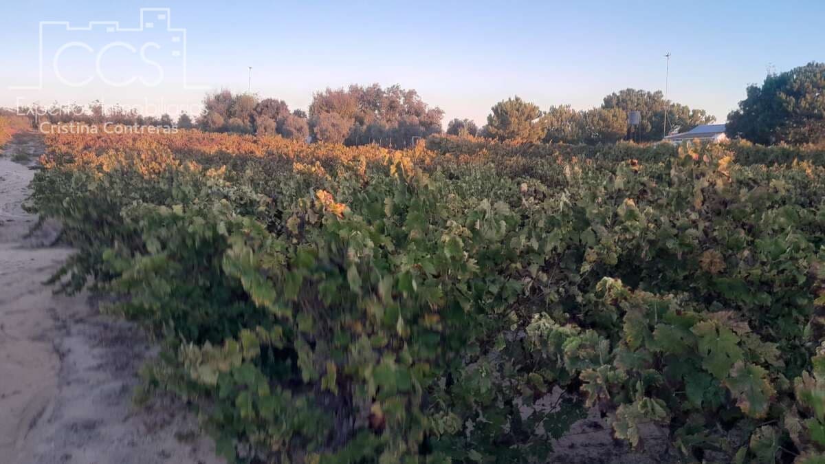 Bouwgrond te koop in Almonte - € 23.000 (Ref: 9371559)