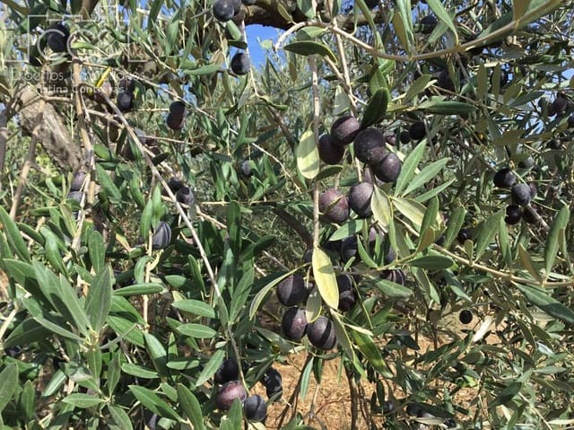 2 sovrum Finca/Hus på landet till salu i Almonte - 59 000 € (Ref: 9376502)