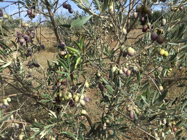 2 sovrum Finca/Hus på landet till salu i Almonte - 59 000 € (Ref: 9376502)