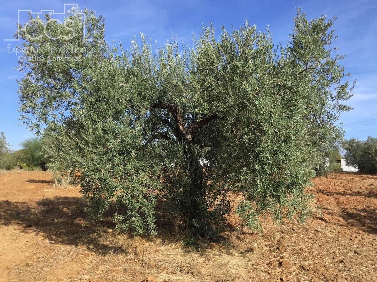 2 soveværelse Finca/Landehus til salg i Almonte - € 47.000 (Ref: 9376502)