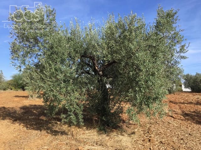 2 slaapkamer Finca/Landhuis te koop in Almonte - € 47.000 (Ref: 9376502)