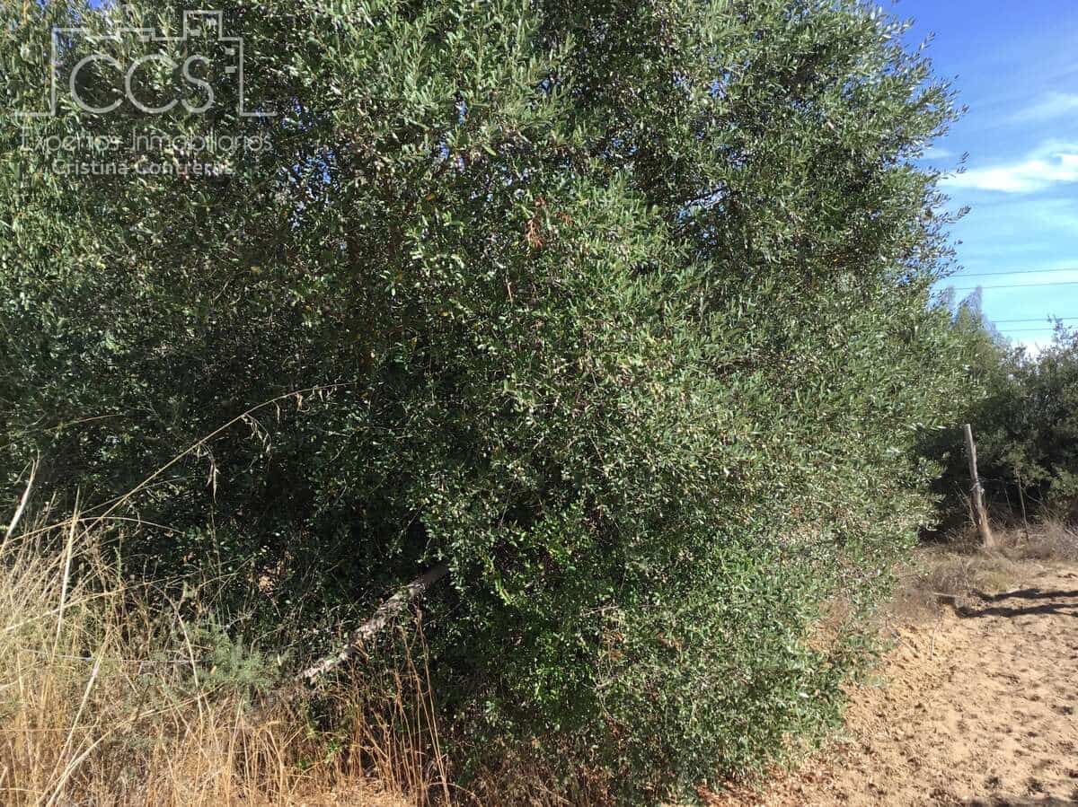 2 soveværelse Finca/Landehus til salg i Almonte - € 47.000 (Ref: 9376502)