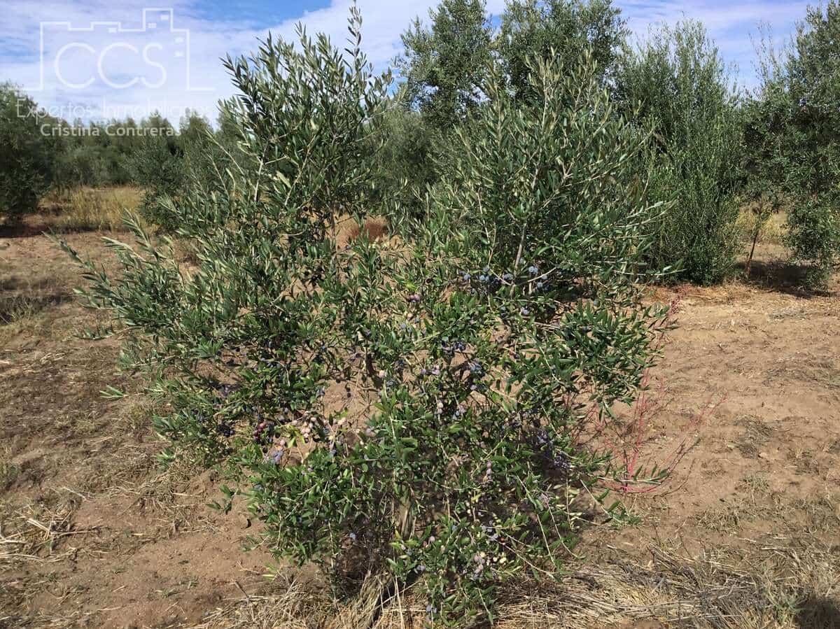 2 soveværelse Finca/Landehus til salg i Almonte - € 47.000 (Ref: 9376502)