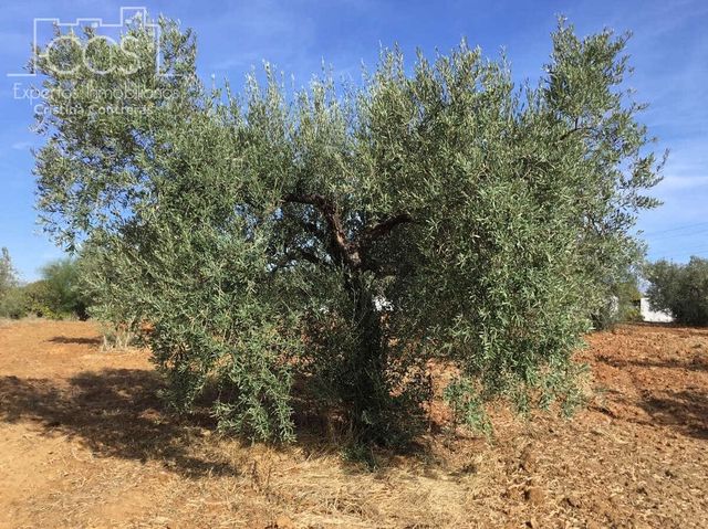 Finca/Casa Rural de 2 habitaciones en Almonte en venta - 45.000 € (Ref: 9376502)