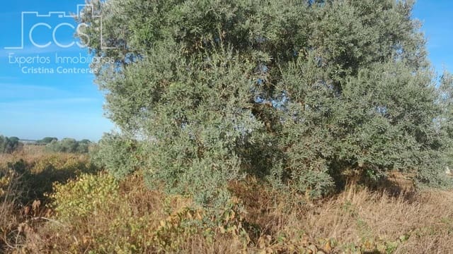 Building Plot for sale in Almonte - € 8,000 (Ref: 9406095)