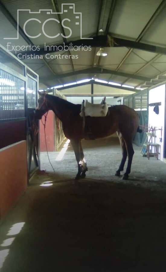 1 slaapkamer Finca/Landhuis te koop in Pilas - € 150.000 (Ref: 9451716)