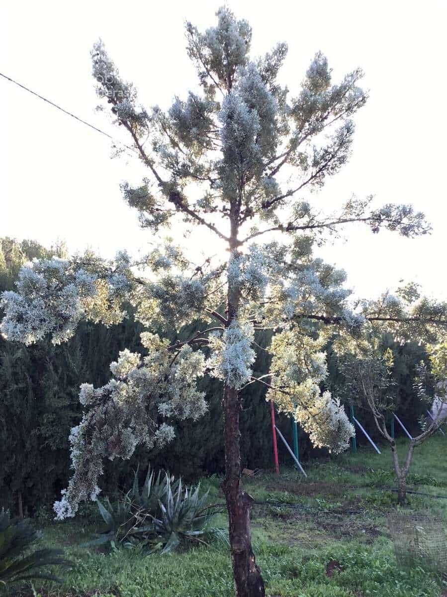 3 soveværelse Villa til salg i Carmona med swimmingpool - € 420.000 (Ref: 9542874)