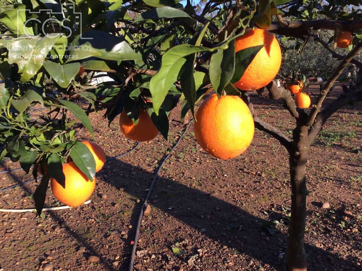 3 soveværelse Villa til salg i Carmona med swimmingpool - € 420.000 (Ref: 9542874)