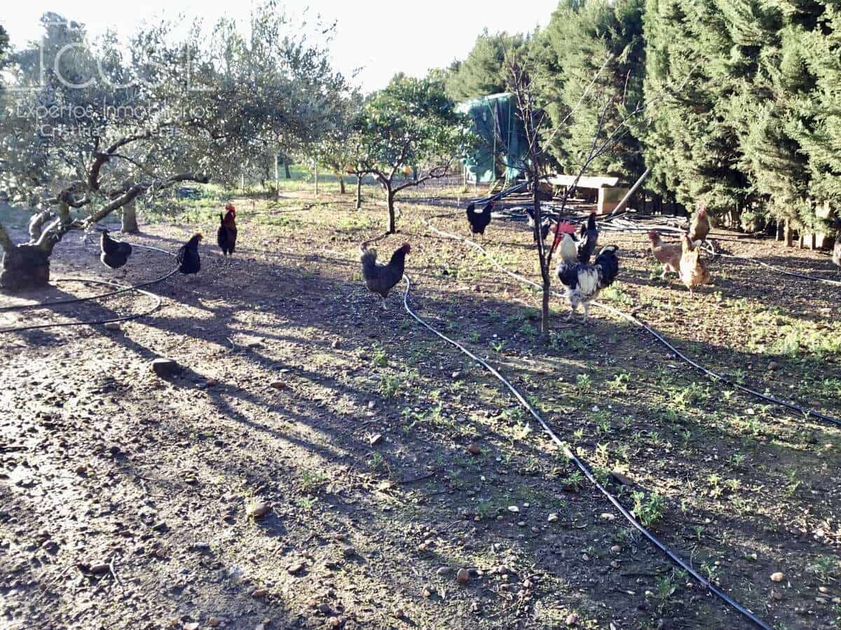 3 soveværelse Villa til salg i Carmona med swimmingpool - € 420.000 (Ref: 9542874)