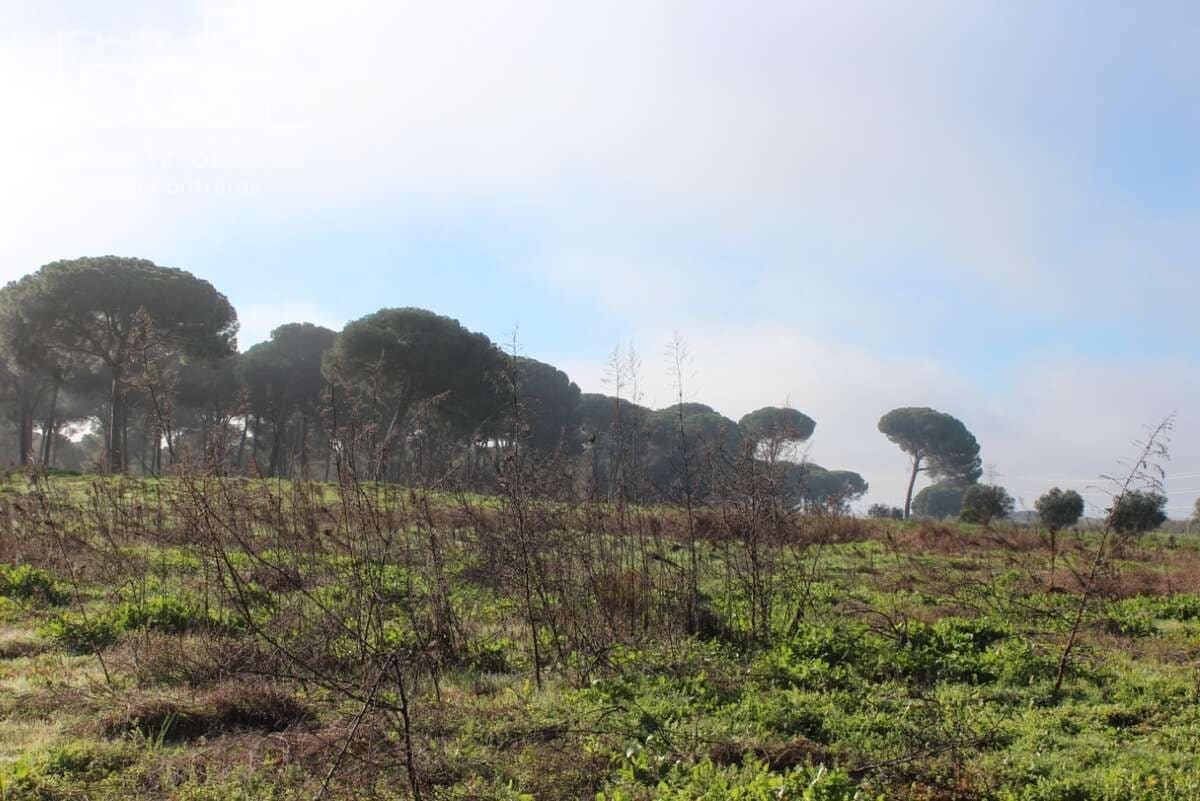 Bouwgrond te koop in Almonte - € 18.000 (Ref: 9554416)