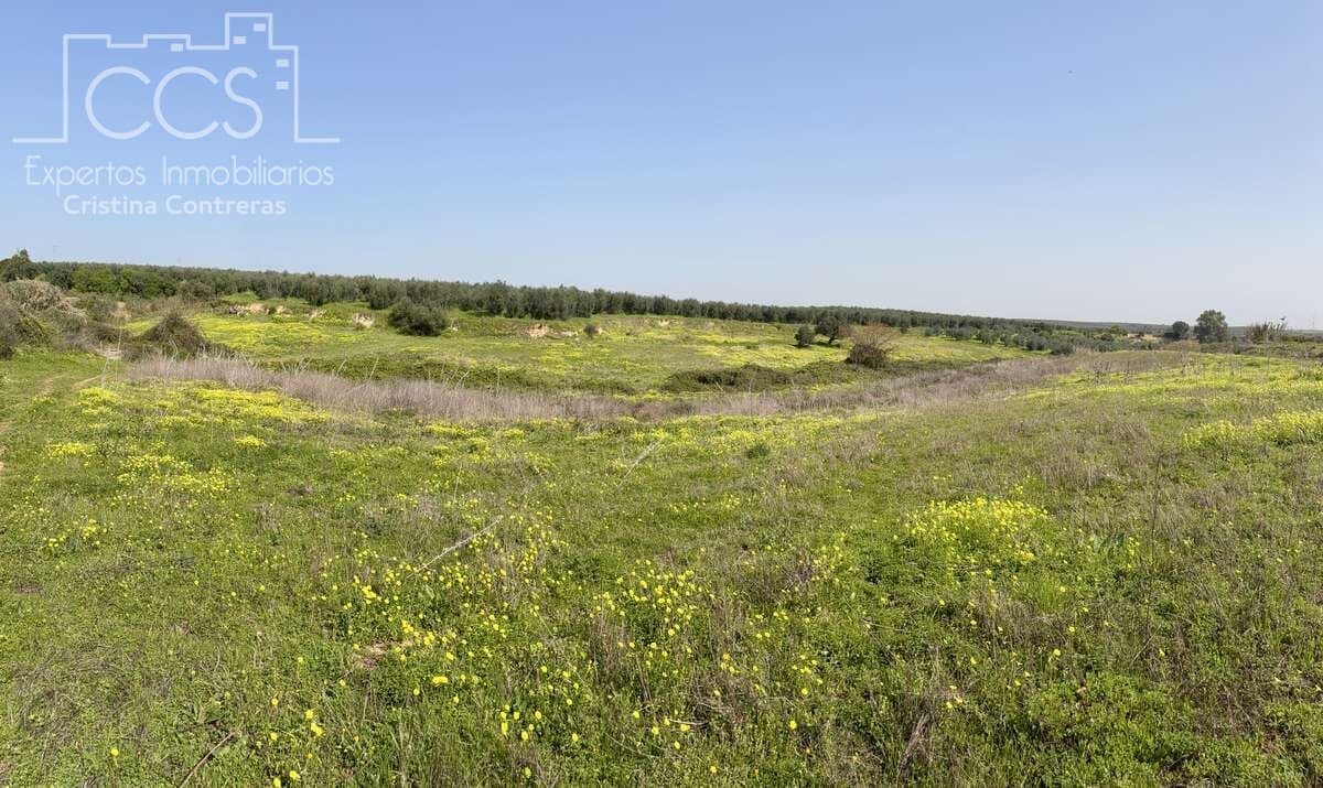 3 chambre Finca/Maison de Campagne à vendre à Pilas avec piscine - 215 000 € (Ref: 9782919)