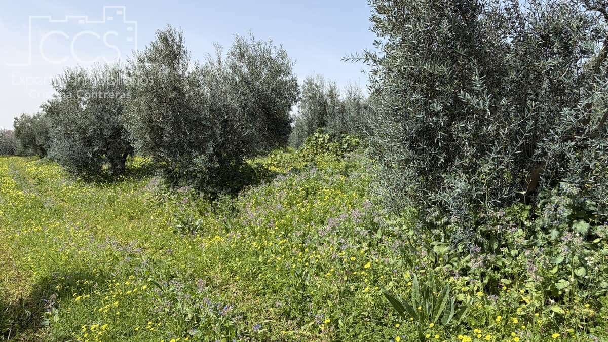 3 chambre Finca/Maison de Campagne à vendre à Pilas avec piscine - 215 000 € (Ref: 9782919)