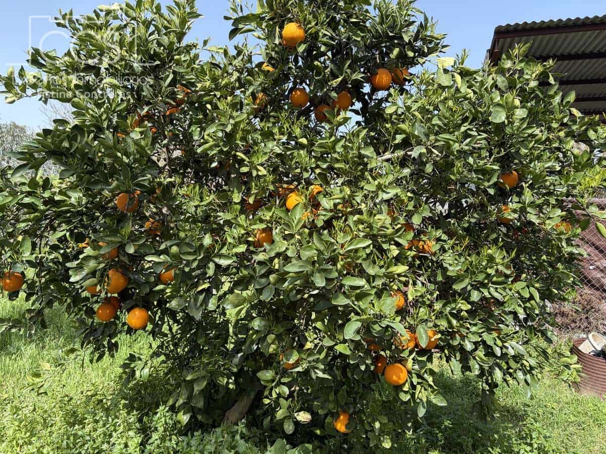 3 chambre Finca/Maison de Campagne à vendre à Pilas avec piscine - 215 000 € (Ref: 9782919)