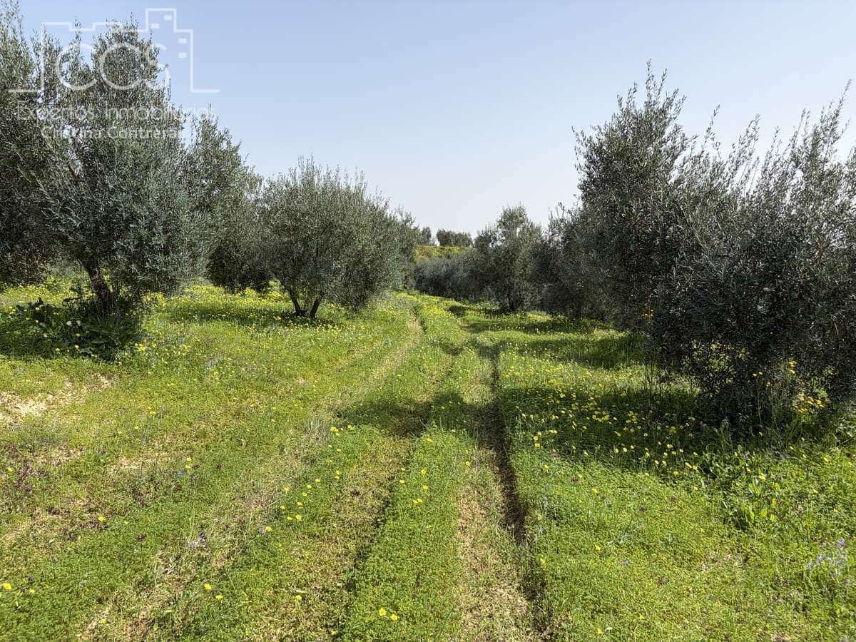 3 chambre Finca/Maison de Campagne à vendre à Pilas avec piscine - 215 000 € (Ref: 9782919)