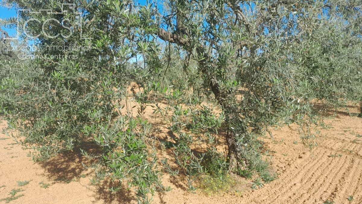 Building Plot for sale in Almonte - € 52,000 (Ref: 9848907)