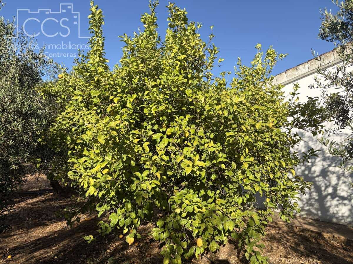 3 soveværelse Finca/Landehus til salg i Pilas med swimmingpool - € 180.000 (Ref: 9935410)