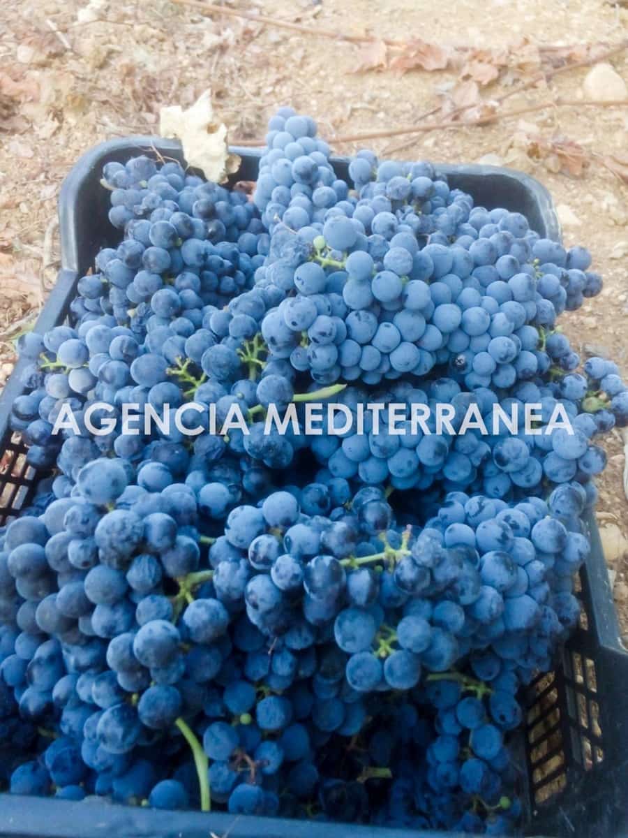 4 sypialnia Finka/Dom wiejski na sprzedaż w Sencelles z basenem - 1 800 000 € (Ref: 9335041)