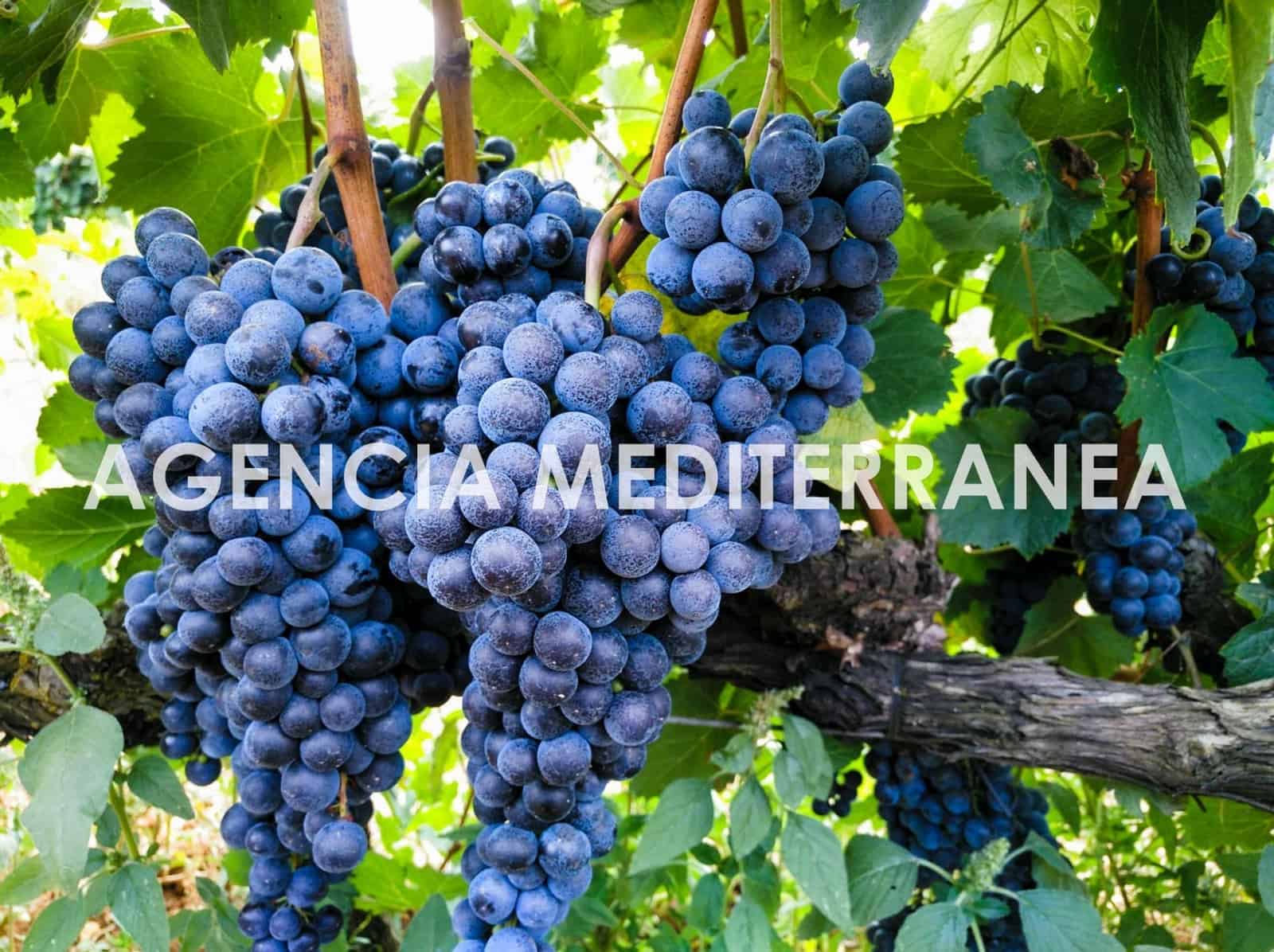 4 sypialnia Finka/Dom wiejski na sprzedaż w Sencelles z basenem - 1 800 000 € (Ref: 9335041)