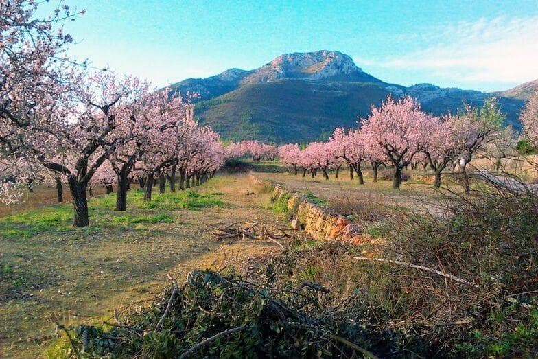 Area Edificabile in vendita in Alcalali / Alcanali - 75.000 € (Rif: 9755809)