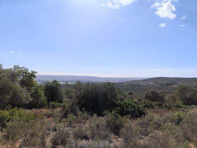 Area Edificabile in vendita in Puntiró, Palma de Mallorca - 450.000 € (Rif: 9968469)
