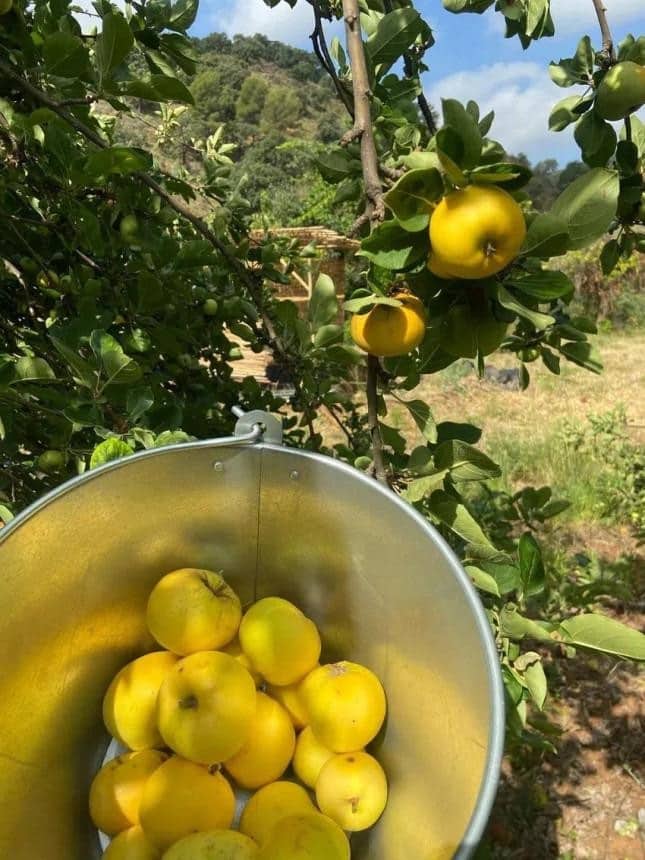 7 slaapkamer Finca/Landhuis te koop in Monda met zwembad - € 1.190.000 (Ref: 9805444)