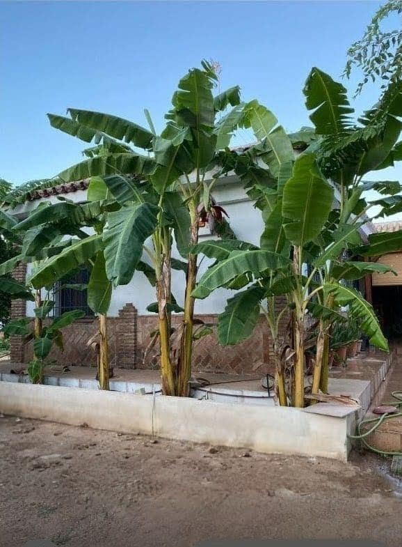 3 bedroom Villa for sale in Sanlucar la Mayor - € 280,000 (Ref: 9897349)