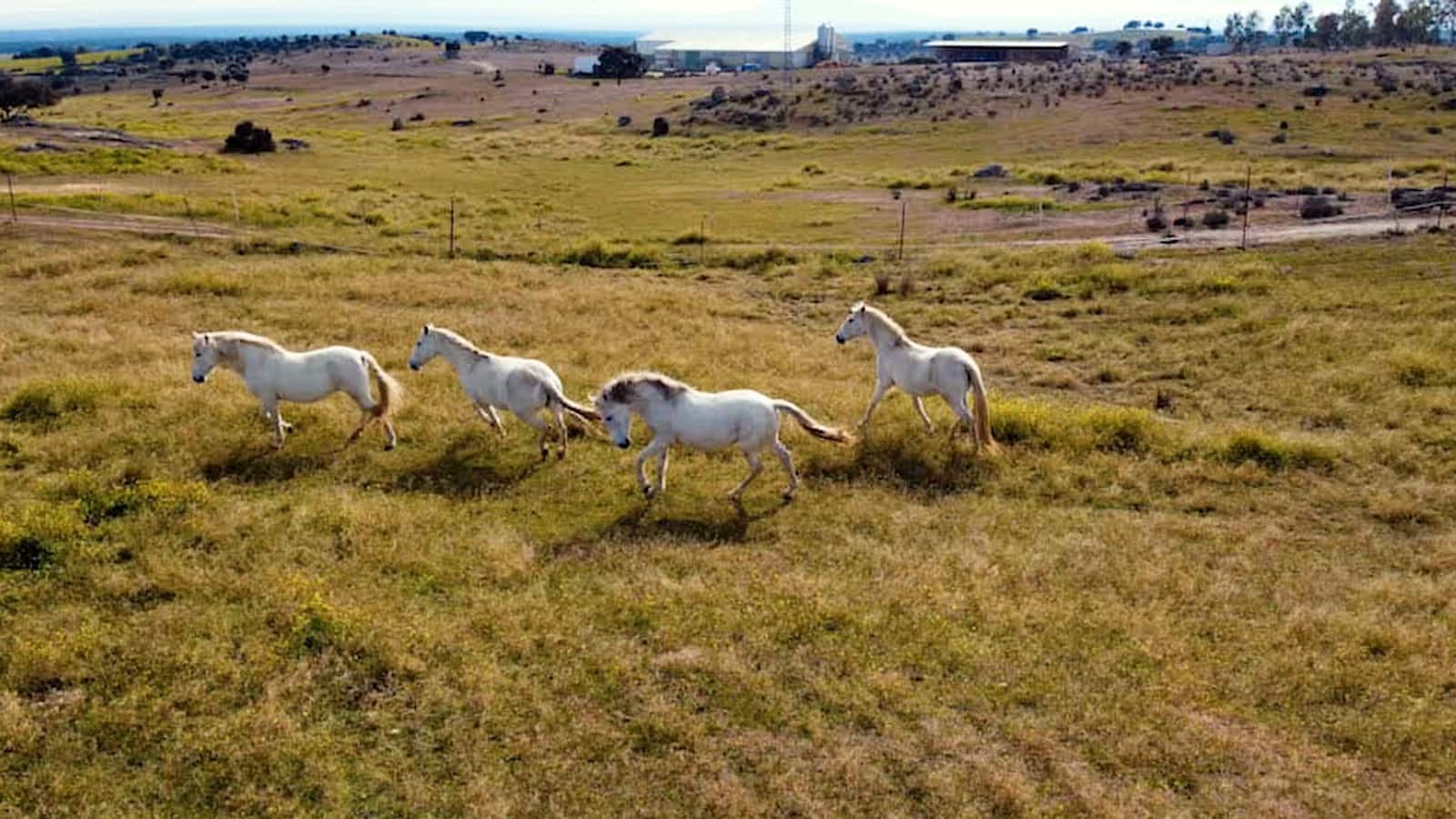 2 soveværelse Finca/Landehus til salg i Toledo by med swimmingpool garage - € 670.000 (Ref: 6665791)